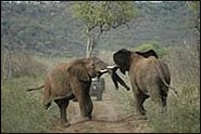 safari1