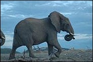 safari2