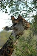 safari5