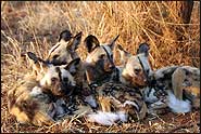 wilddog
