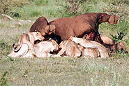 Tuningi Newsletter December 2007