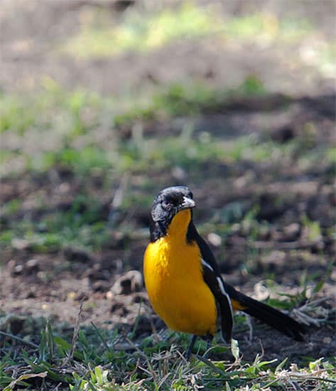 Tuningi Newsletter July 2011