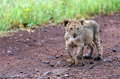 Tuningi Newsletter February 2013