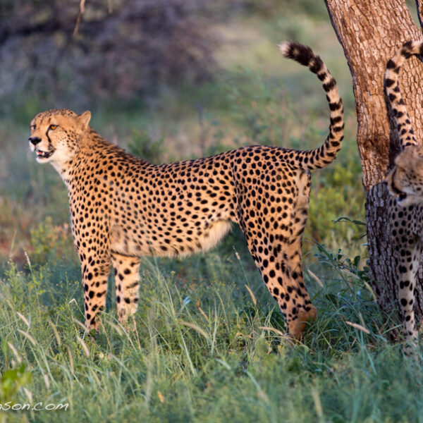 madikwe game reserve