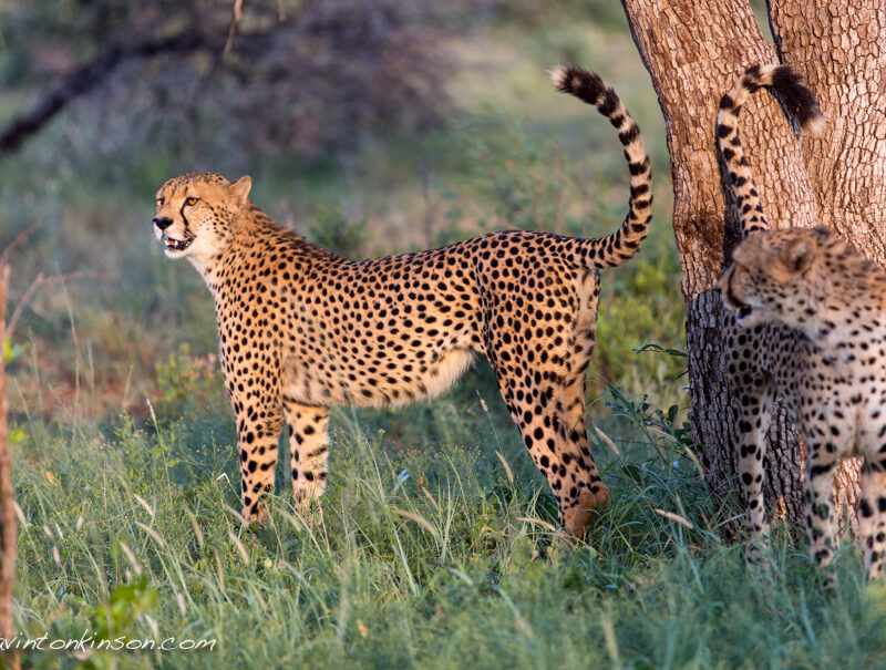 madikwe game reserve