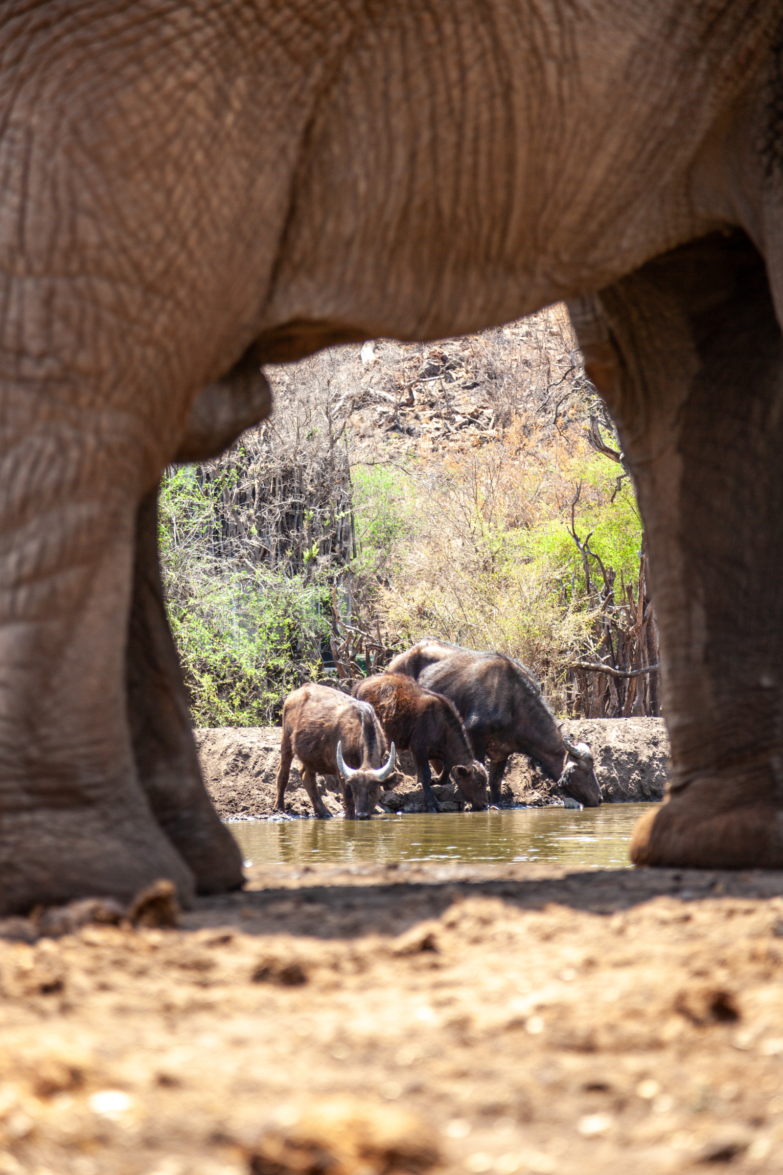 Game Viewing From the Lodge: When Wildlife Comes to You
