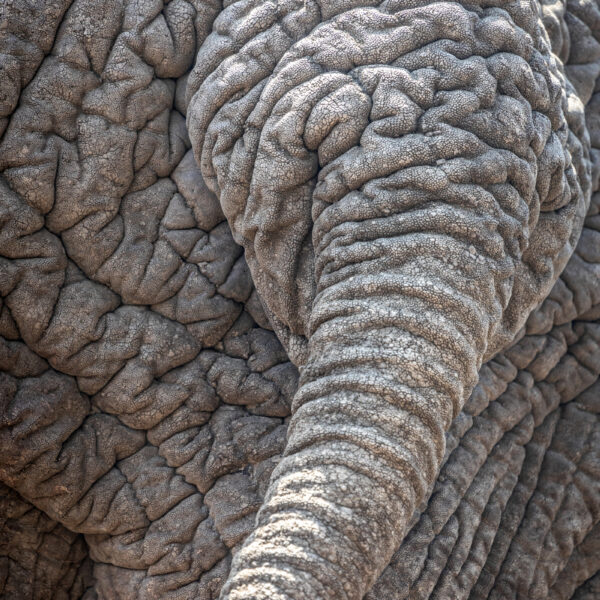 malaria-free safaris near Johannesburg