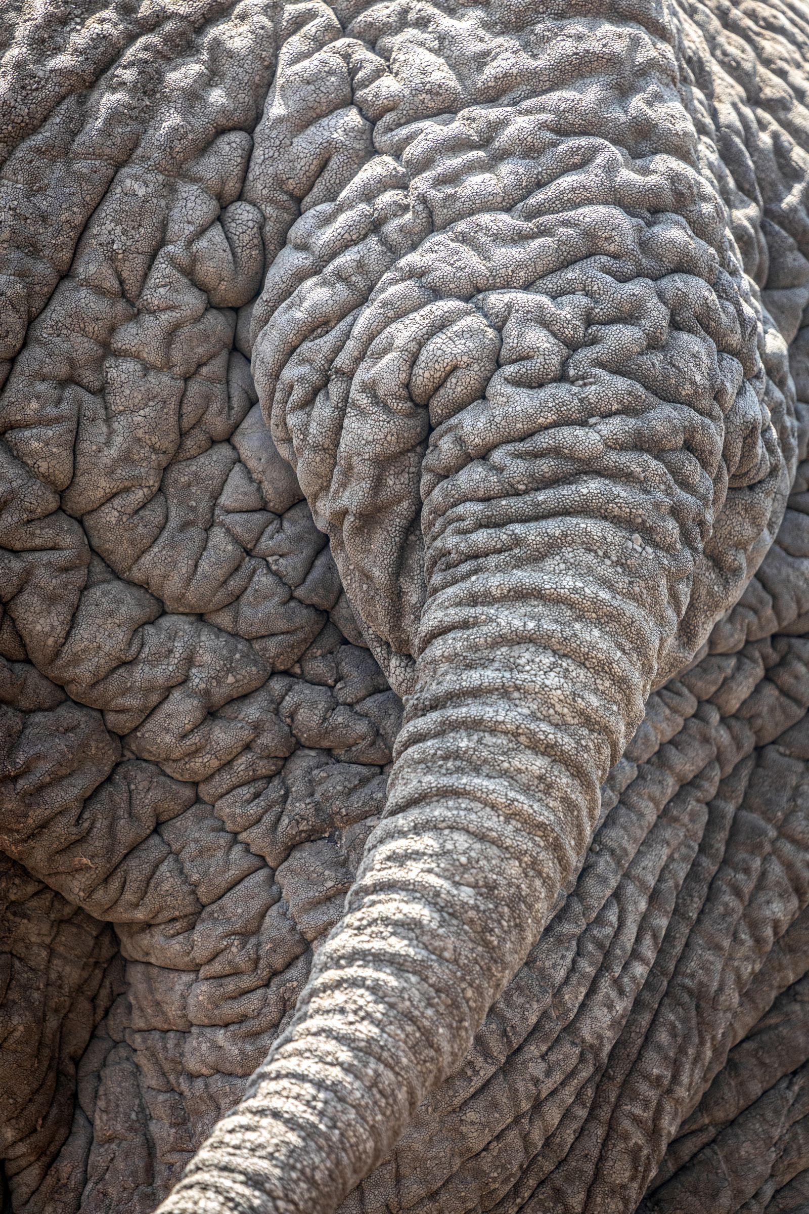 Madikwe Game Reserve: One of South Africa’s Most Exclusive Safari Destinations