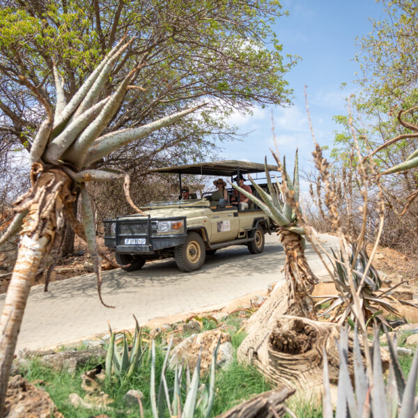 Safari vehicle on game drive in Madikwe Game Reserve