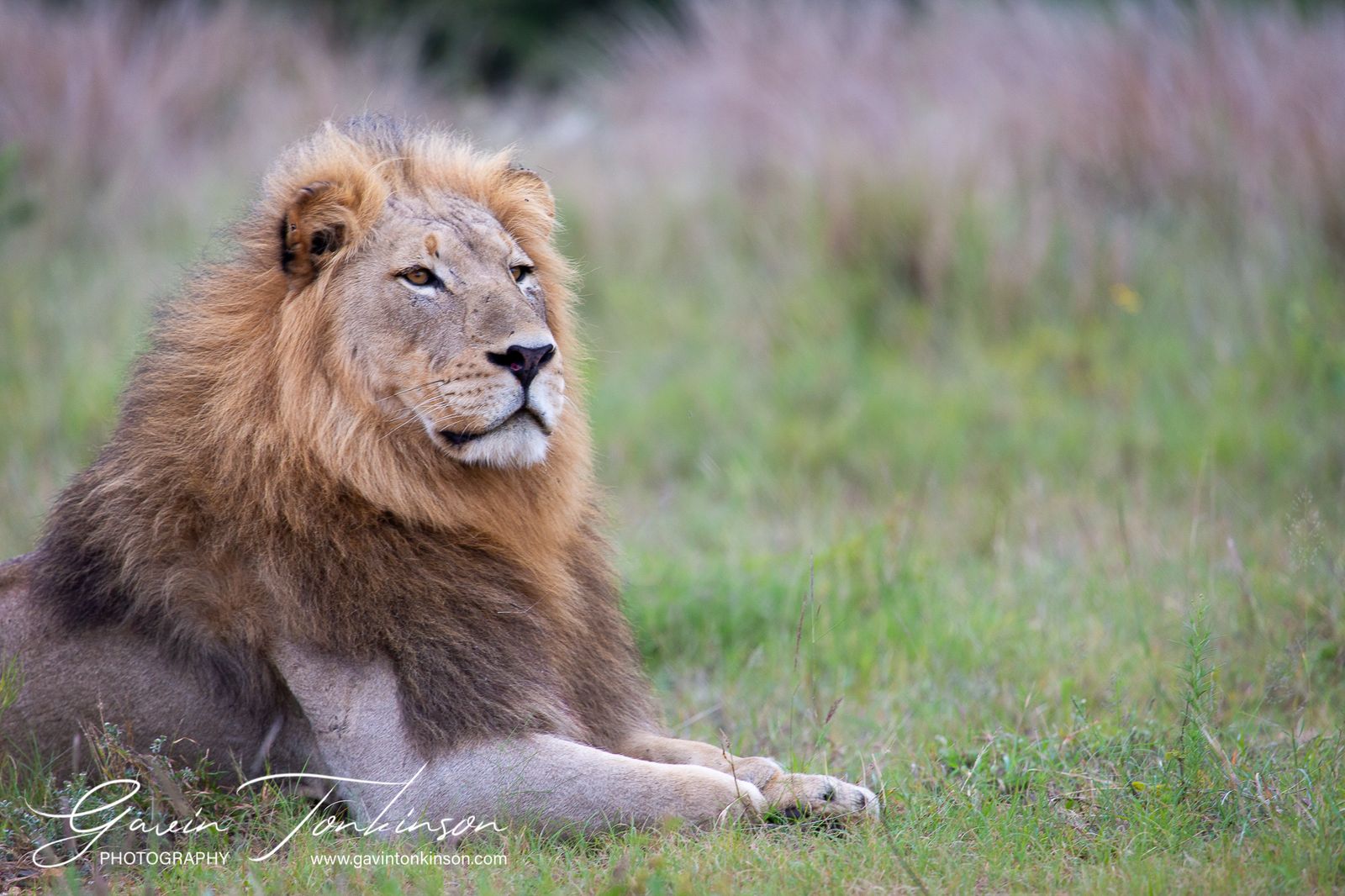 Best Time for Big Cat Sightings in Madikwe