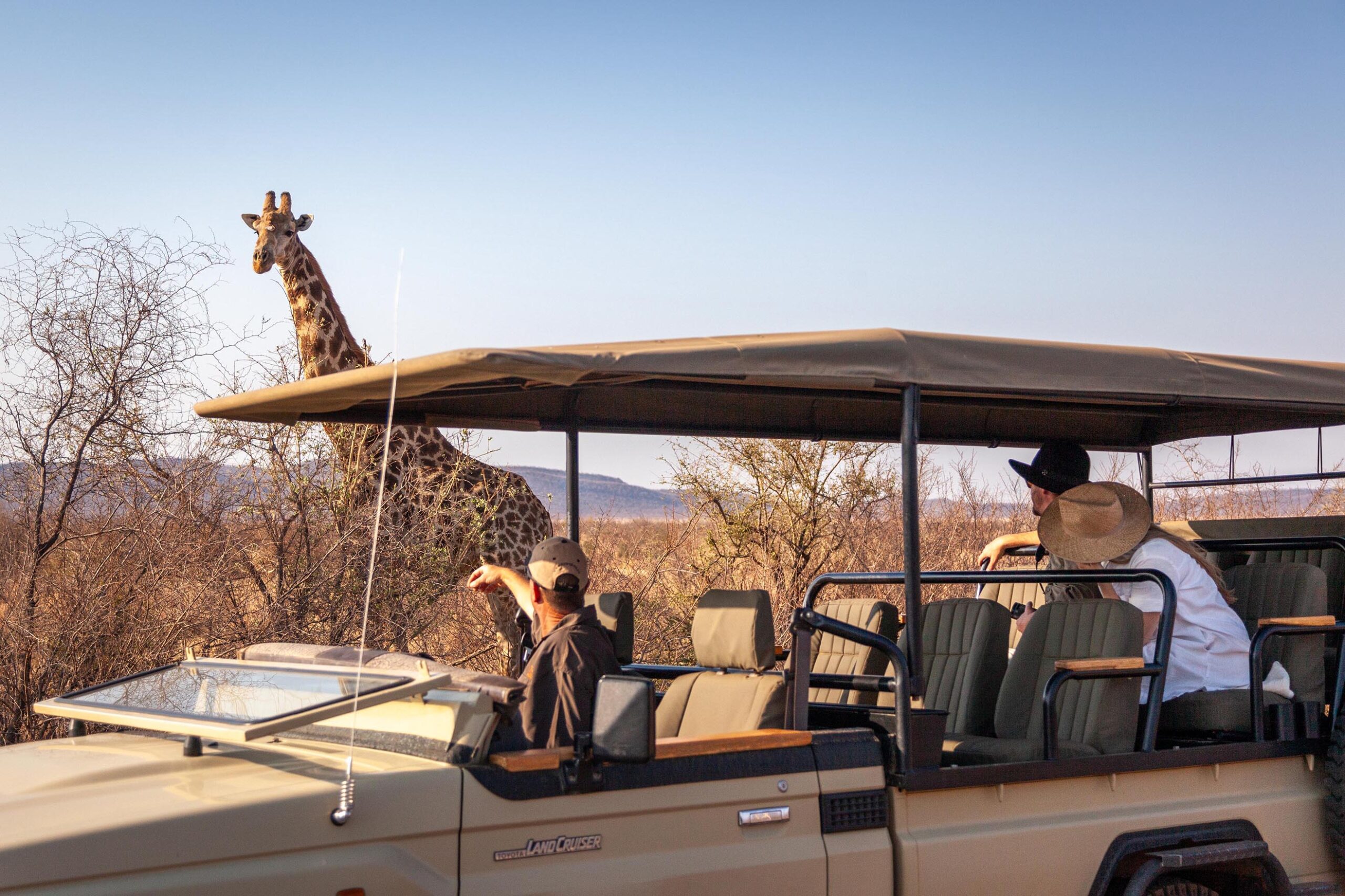 where to see giraffe on safari, giraffe sighting on a guided safari in Madikwe Game Reserve South Africa