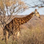 best place to see giraffes in South Africa