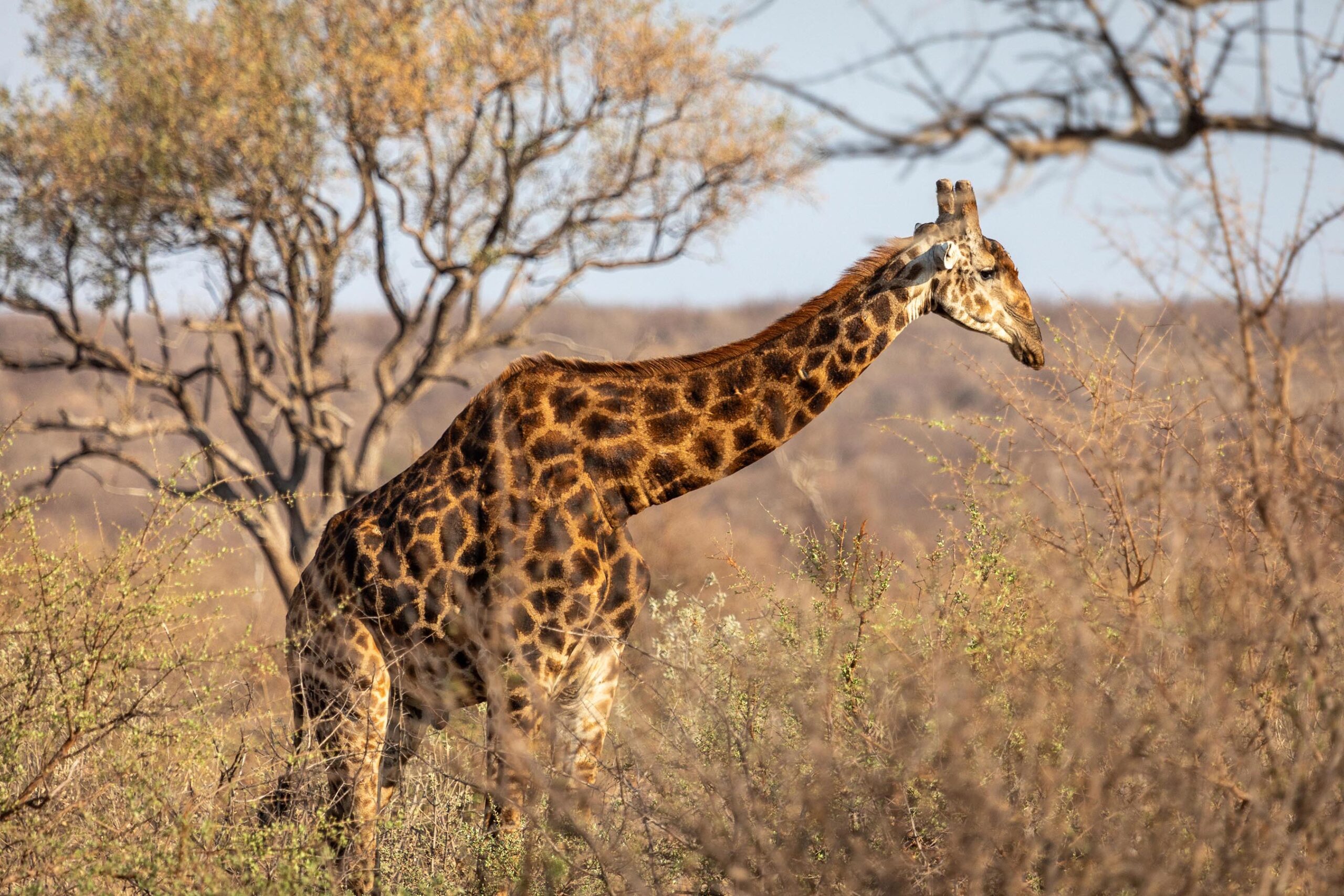 The Secret Life of Giraffes