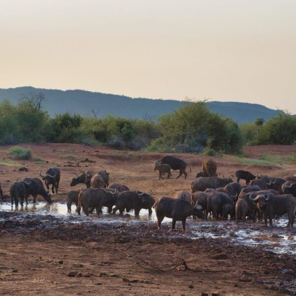 buffalo drinking at a waterhole during winter in Madikwe Game Reserve