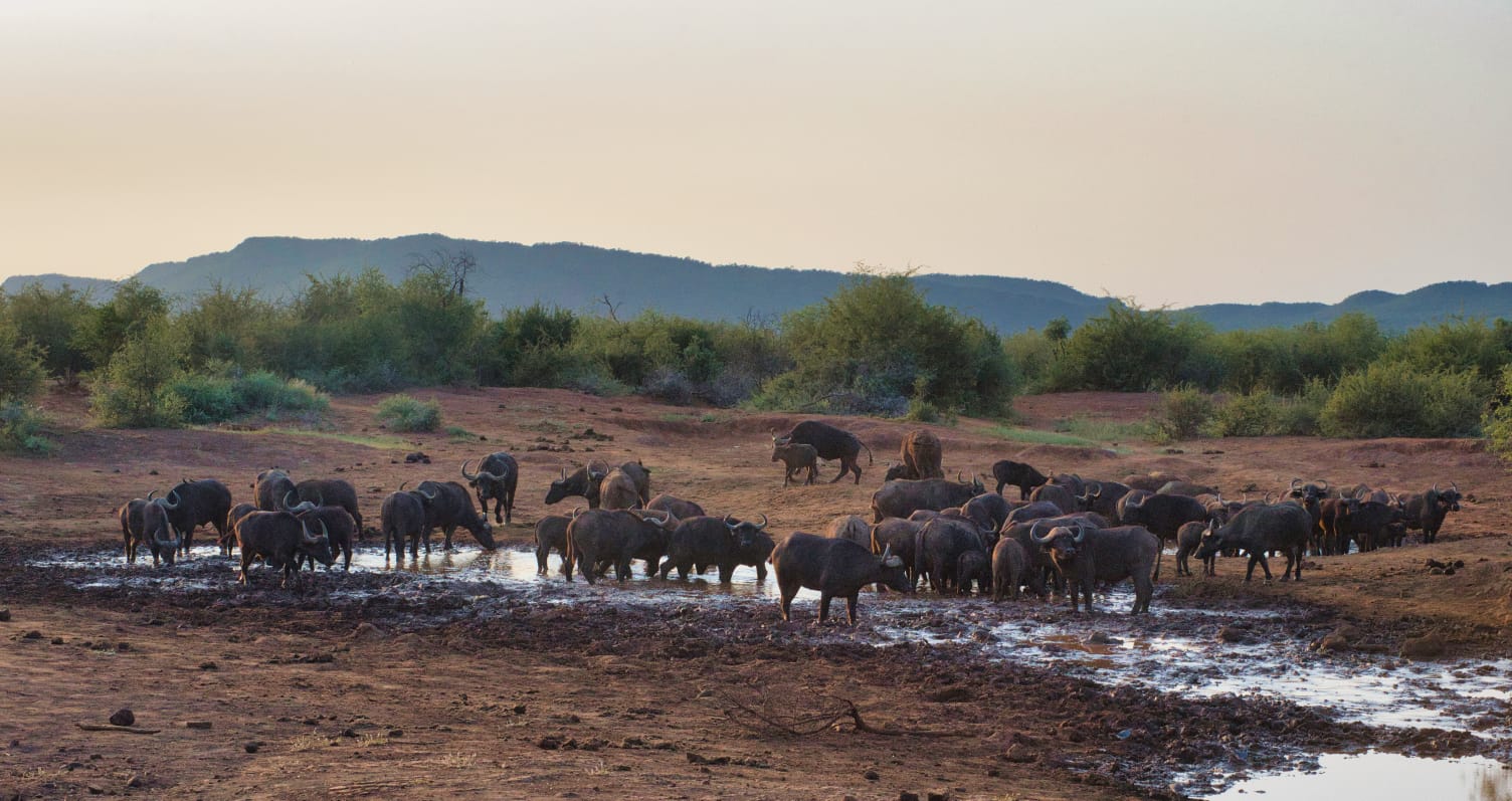 The Best Time to Visit Madikwe Game Reserve