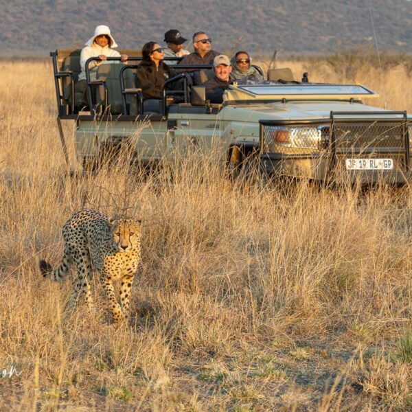 Cheetah walking in the long grass during a game drive in Madikwe