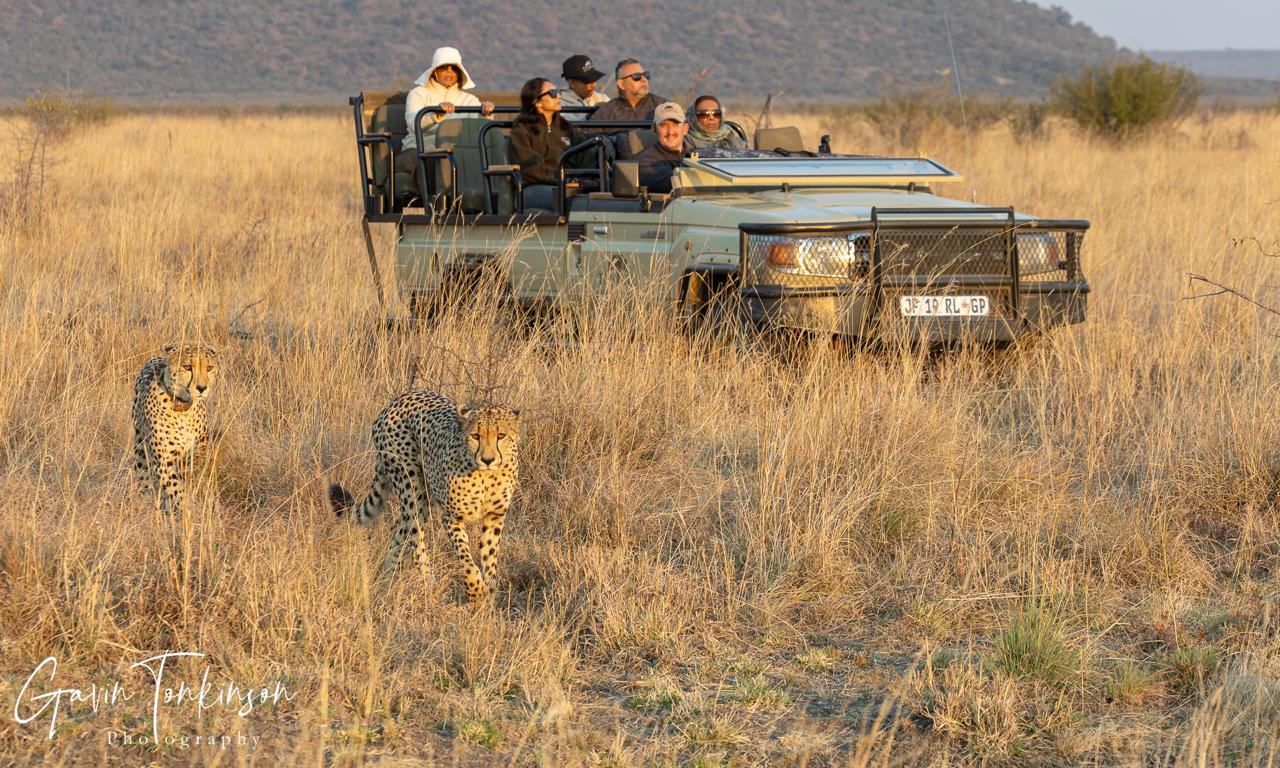 Madikwe’s Rare Species | Beyond the Big Five